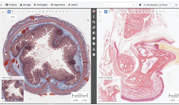 Le microscope virtuel de Cytomine au service des futurs vétérinaires français 