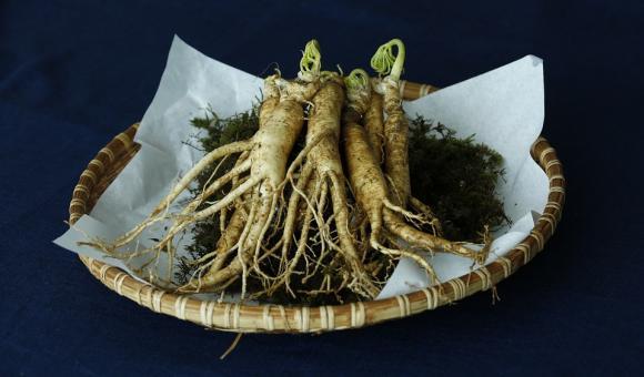 racines de ginseng