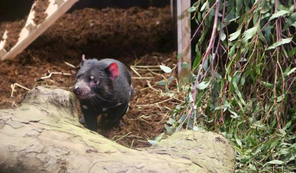 C’est le seul marsupial dont les pattes antérieures sont plus longues que les postérieures. 